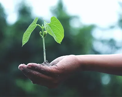 hand holding a sprout